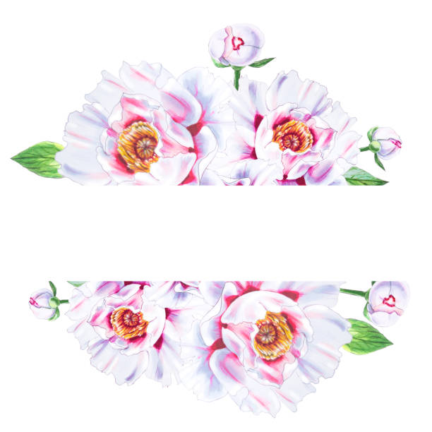 istock Beautiful white peony text frame. Bouquet of flowers. Floral print. Marker drawing. 1159534185
