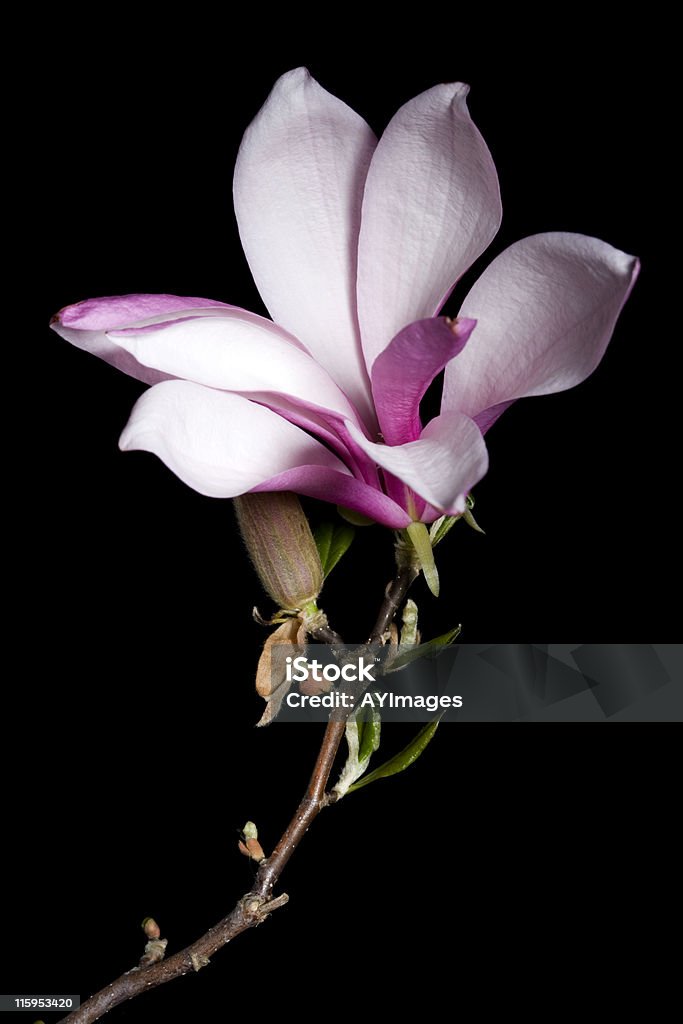 Magnolia su nero - Foto stock royalty-free di Magnolia