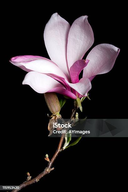 Magnolia Na Czarnym - zdjęcia stockowe i więcej obrazów Magnolia - Magnolia, Czarne tło, Bez ludzi