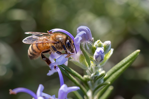 Bee feeding on Rosemary flower