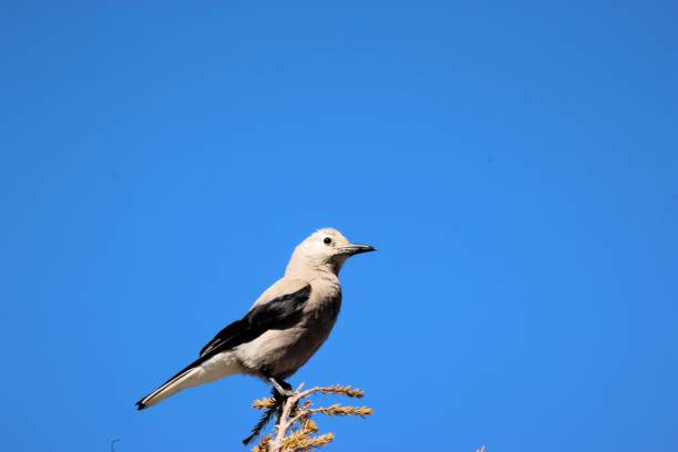 istock Wagtail bird against blue sky 1159534300