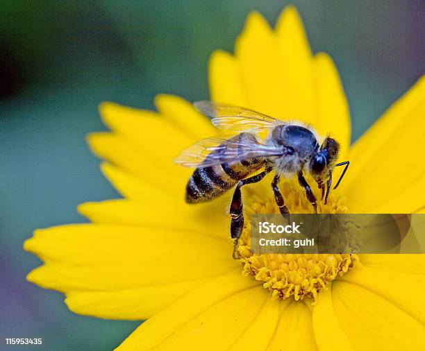 Closeup Of Honeybee Pollinating Yellow Flower Stock Photo - Download Image Now - Animal, Animal Body Part, Animal Wing