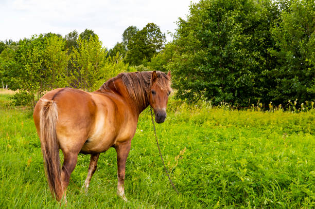 istock Brown horse is grazing on a green pasture. 1159535477