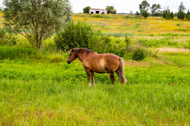 istock Brown horse is grazing on a green pasture. 1159535507