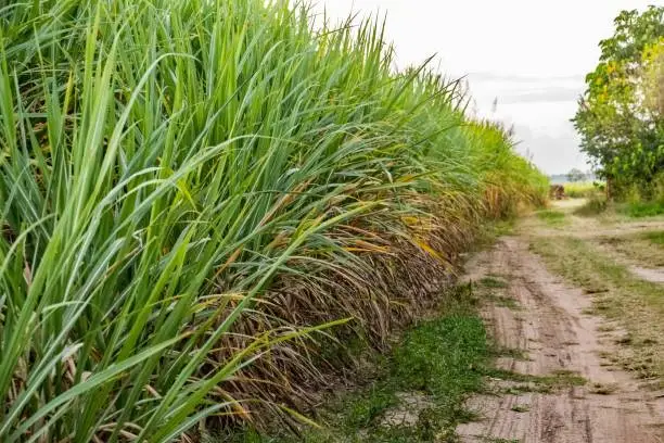 Outside row of fully grown sugarcane running down a track