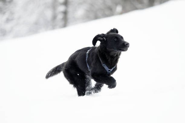 istock A black puppy is playing in the snow 1159535806