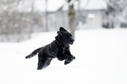 A black puppy is playing in the snow