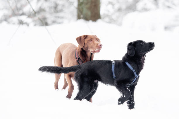 istock A labrador and a puppy are playing in the snow 1159536391