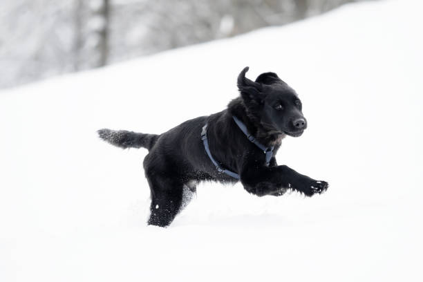 istock A black puppy is playing in the snow 1159536436