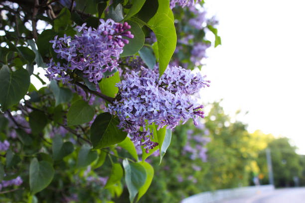 istock Beautiful flowers in Helsinki, Finland. 1159536581