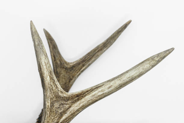 istock Young deer two antlers on white background 1159537002