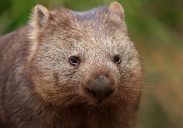 A Common Wombat, Vombatus ursinus, close up focusing on face.