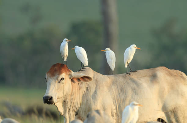 Four egrets on cow back stock photo