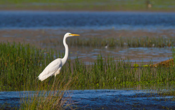 istock Great Egret in wetland 1159538159