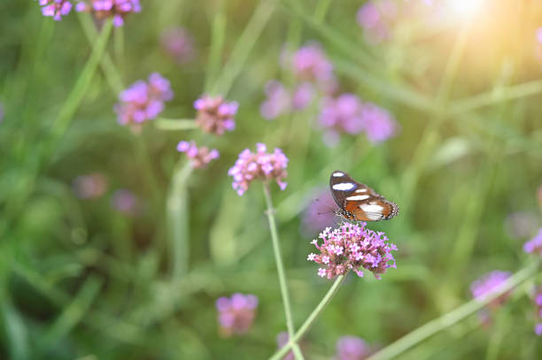 Butterfly on flower purple field.