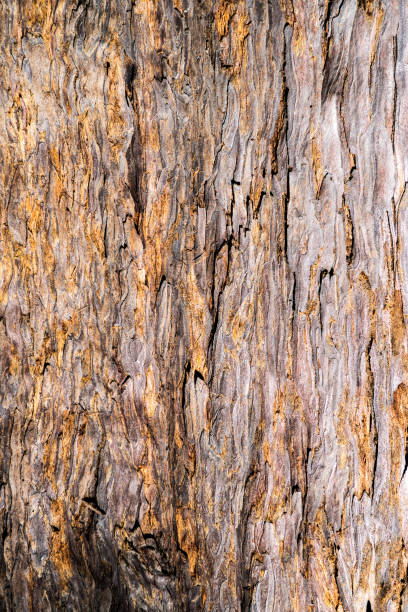 ricca consistenza di legno di corteccia di sequoia marrone arancio uso come sfondo naturale - lumber industry timber tree redwood foto e immagini stock