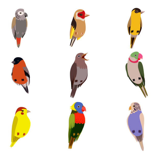 ilustrações de stock, clip art, desenhos animados e ícones de little birds set, amadin, bullfinch, canary, parrot, nightingale, goldfinch, budgerigar, cute home pets vector illustration - perching