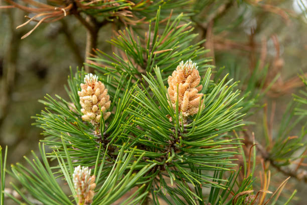 Mountain pine (Pinus mugo) is a plant species in the genus of pines (Pinus), pine (Pinaceae). stock photo
