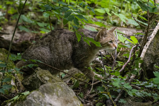 istock European wild cat 1159542935