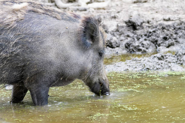 istock European wild boar 1159542936