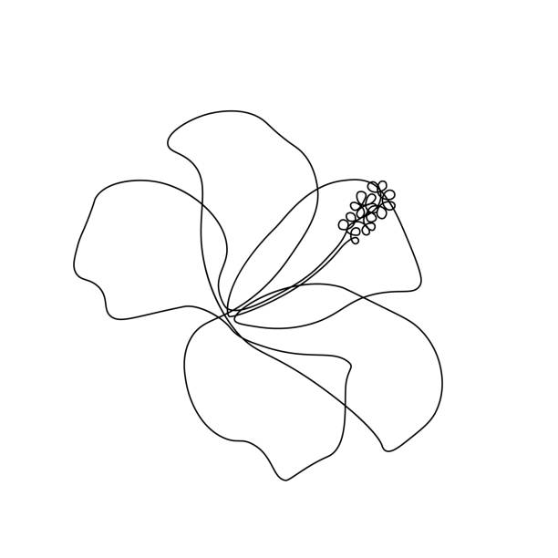 Hibiscus flower Hibiscus flower in one line art drawing style. Black line sketch on white background. Vector illustration hibiscus stock illustrations