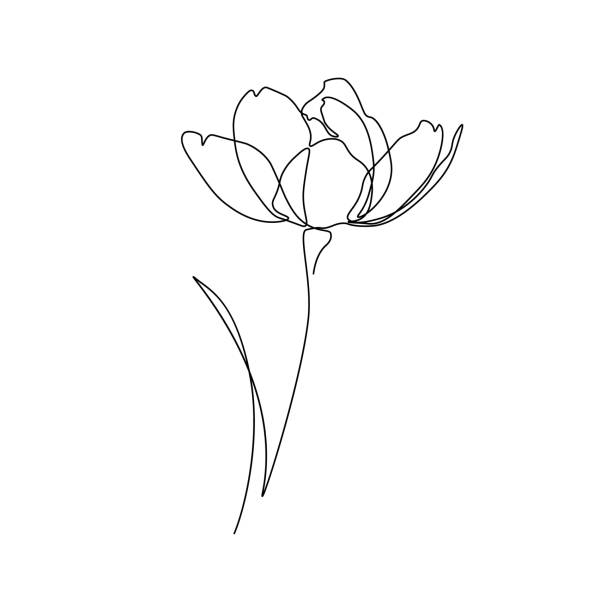 Flower Abstract flower in one line art drawing style. Black line sketch on white background. Vector illustration petal illustrations stock illustrations