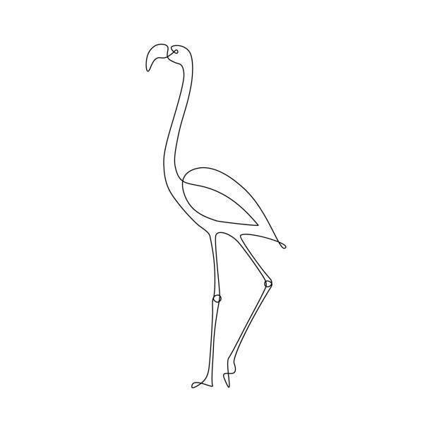 Flamingo bird Flamingo bird in one line art drawing style. Black line sketch on white background. Vector illustration continuous line drawing bird stock illustrations