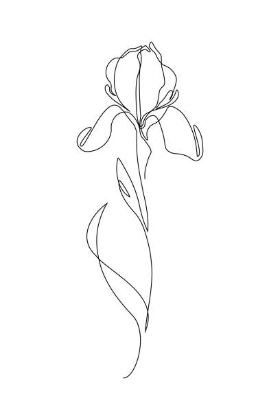 Ilustración de Flor De Iris y más Vectores Libres de Derechos de Flor - Flor, Iris - Flor, Diseño de trazado - iStock Ilustración de Flor De Iris y más Vectores Libres de Derechos de Flor - Flor, Iris - Flor, Diseño de trazado - iStock