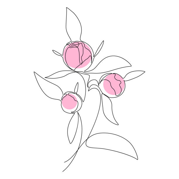 ilustrações de stock, clip art, desenhos animados e ícones de peony bouquet - white background flower bud stem