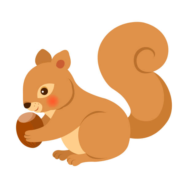 Squirrel isolated on white background squirrel,animal,cute,acorn,autumn,woodland,forest,design,element eurasian red squirrel stock illustrations