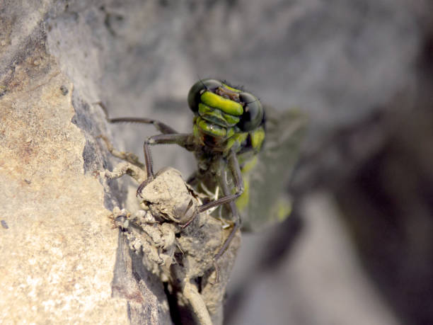 istock The birth of a Dragonfly 1159544072