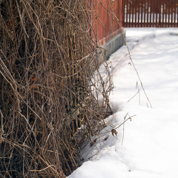 istock Plants and house in winter 1159544622