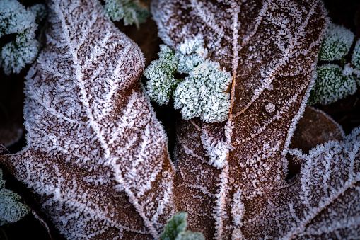 Closeup of winter leaves outlined with ice crystals.  North Vancouver, British Columbia, Canada.