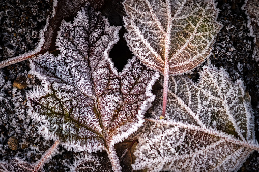 Closeup of winter leaves outlined with ice crystals.  North Vancouver, British Columbia, Canada.