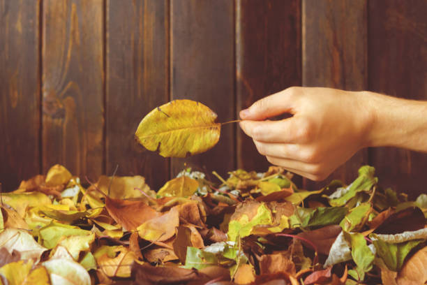 istock hand holding a fallen on the ground autumn colorful leaf 1159546081