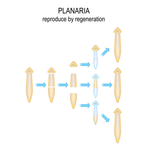 bildbanksillustrationer, clip art samt tecknat material och ikoner med wikipedia. reproducera genom regenerering. när planaria skärs i ett antal bitar, varje del av kroppen växer till en ny organism. - parade