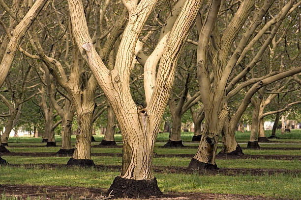 английский ореховый сад, красный откос, калифорния - american walnut стоковые фото и изображения