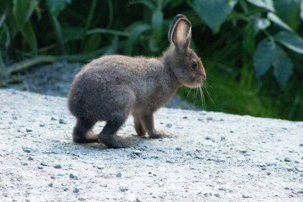 istock Rabbit Up On All Fours 1159547327