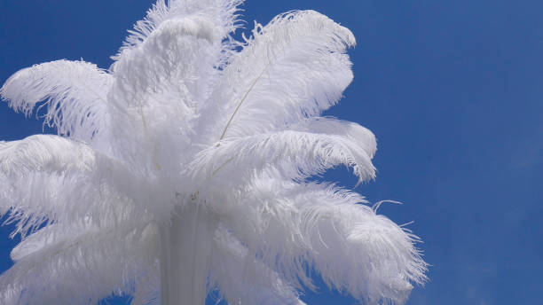 istock White ostrich feather in vase and blue sky - wedding decoration details. 1159547486