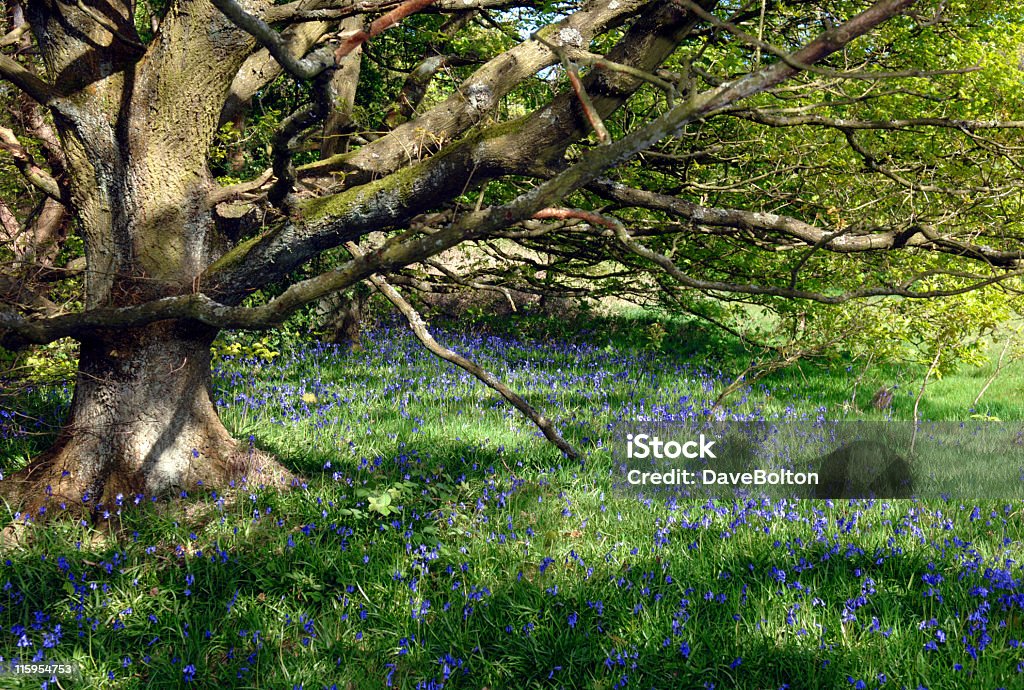 Woodland claro herboso - Foto de stock de Aire libre libre de derechos