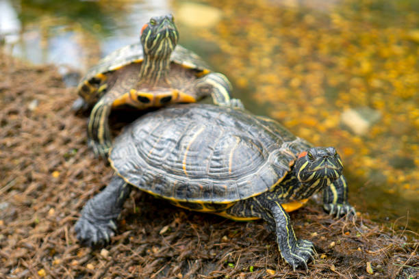 istock Exotic pet turtle in nature. 1159550558