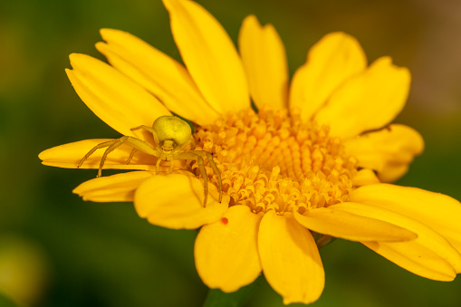 Macro shot of Crab spider camouflaged on yellow daisy face-on.