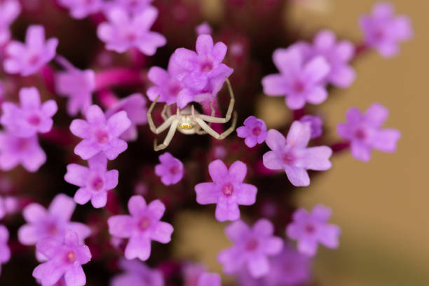 Macro shot of white crab spider hidden amongst purple verbena flowers.