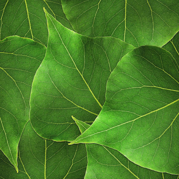 istock Tropical pagoda-shaped foliage texture background 1159551732