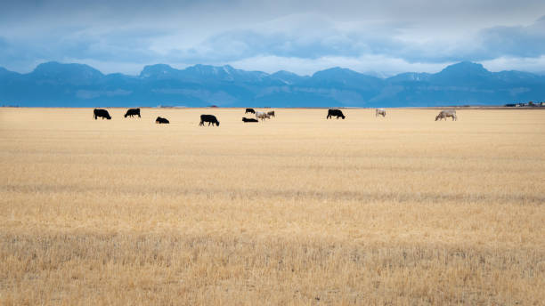 istock Cows grazing on the vast land in Montana 1159552861