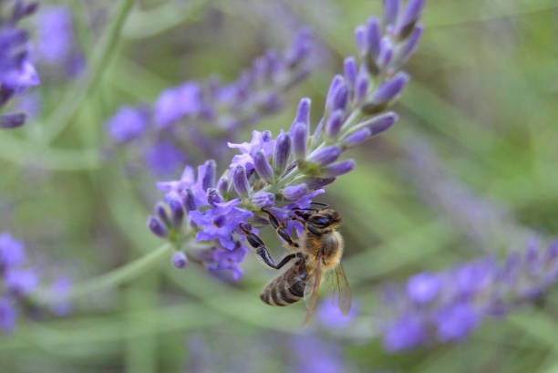 istock Bee feeding on lavender flower 1159553293