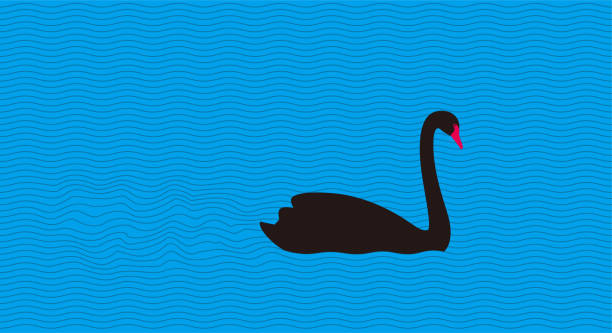 plakat-flyer-cover-broschüre, - black swan stock-grafiken, -clipart, -cartoons und -symbole
