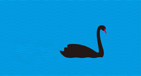 Black swan is swimming in the water, vector illustration