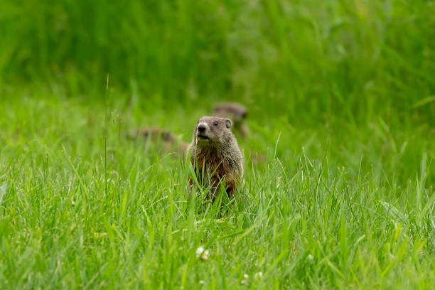la marmota (marmota monax) - ground chuck fotografías e imágenes de stock
