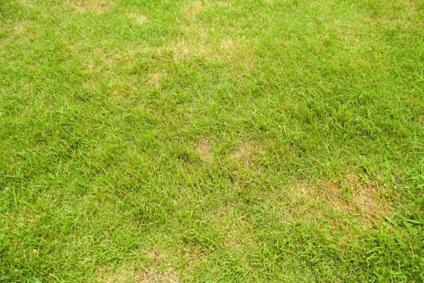 istock abstract, space, ugly, worms, lawn, infestation, hosts, maintenance, grass, green, green, rust, fungus, natural 1159553918